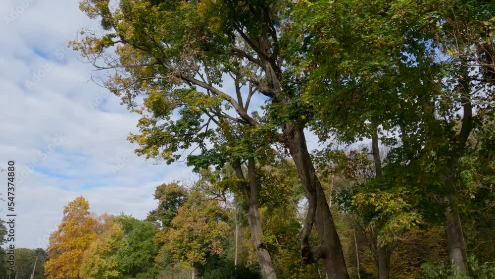 Old high deciduous trees in autumn park next the footpath Old high deciduous trees in autumn park next the footpath