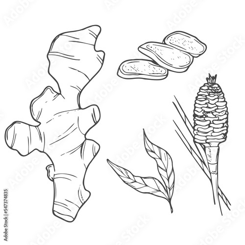 Vector hand drawn Ginger set. Roots, ginger pieces and sliced of ginger. Herbal spice. Detox food ingredient.