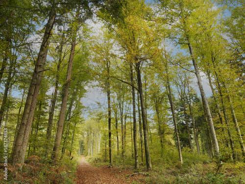 Schwarzwaldlandschaft. Von Lörrach-Hauingen bis Hägelberg durch Hauinger wald - Stockertweg bedeckt mit Blättern und gesäumt von Buchen und Tannen mit Laub in Herbstfarben photo