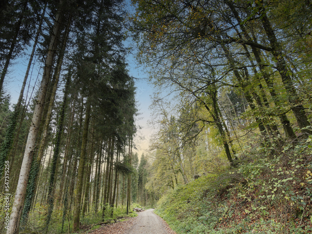 Fototapeta premium Schwarzwaldlandschaft. Hauinger wald. Von Hägelberg nach Lörrach-Hauingen. Heilisauweg entlang Heilisaubach gesäumt von Buchen und Tannen in Herbstfarben