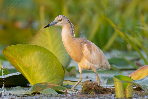 Squacco heron - Ardeola ralloides - walking on green leaves of water lilies with lush green background. Photo from Danube Delta in Romania. photo