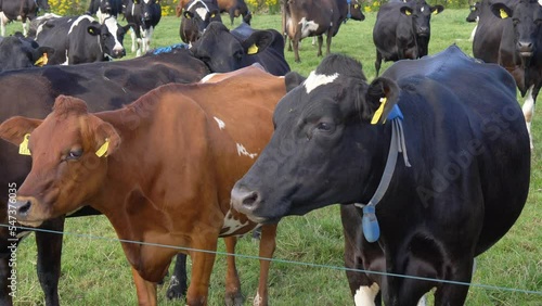 Several cows rhythmically chew grass standing on a farm field.