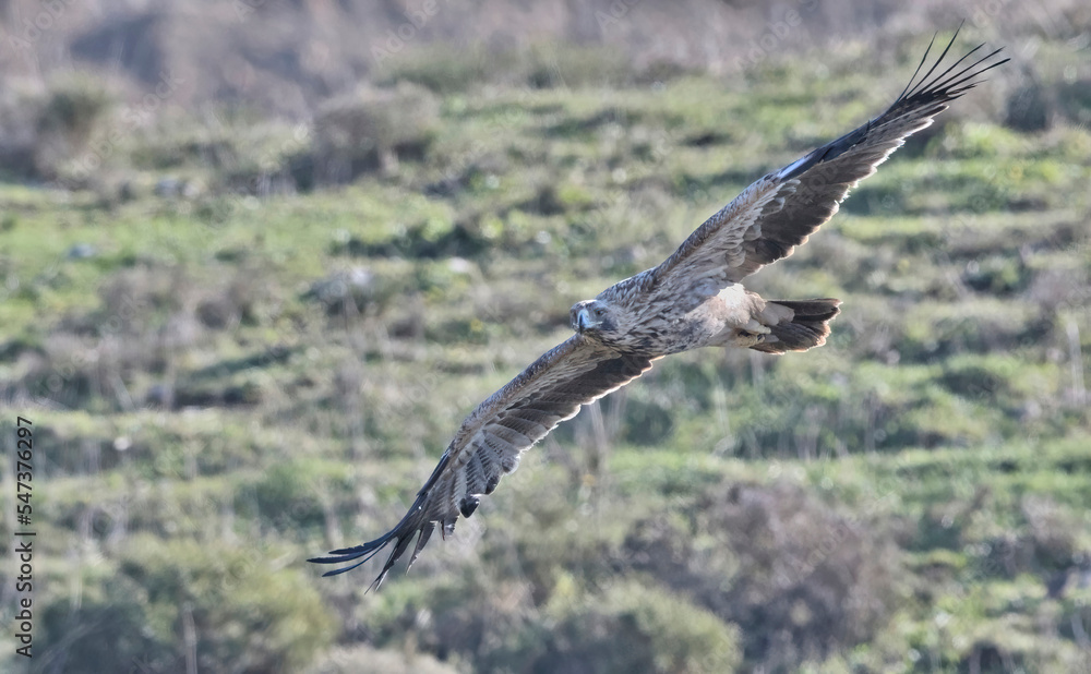 Imperial Eagle (Aquila heliaca), Crete Imperial Eagle (Aquila heliaca), Crete