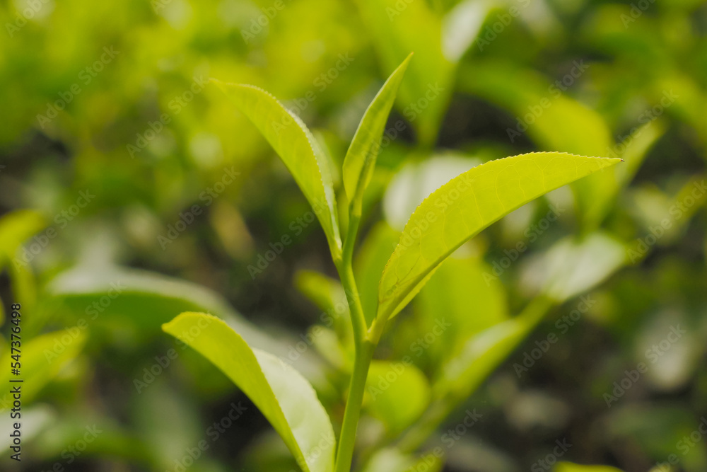 Selective focus of tea leaf shoots Selective focus of tea leaf shoots