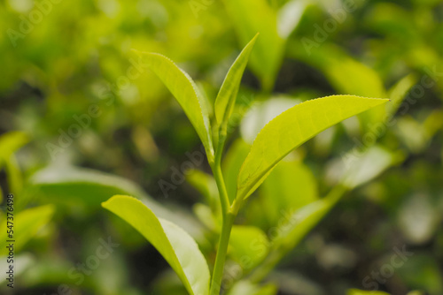 Selective focus of tea leaf shoots