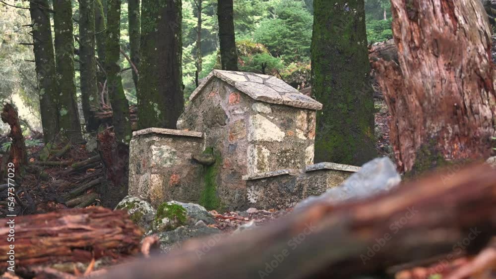 Video shows a tree trunk in the forest and then change focus to a stone spring flowing water. Rack focus video. Video shows a tree trunk in the forest and then change focus to a stone spring flowing water. Rack focus video.
