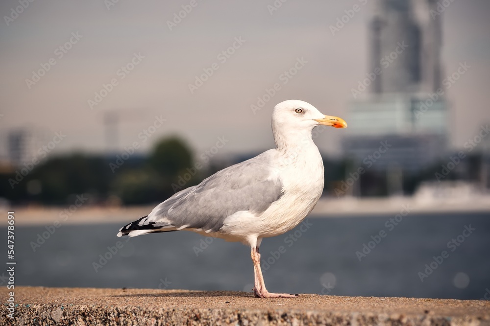 Portrait of a seagull. Bird at the Polish seaside in Gdynia.