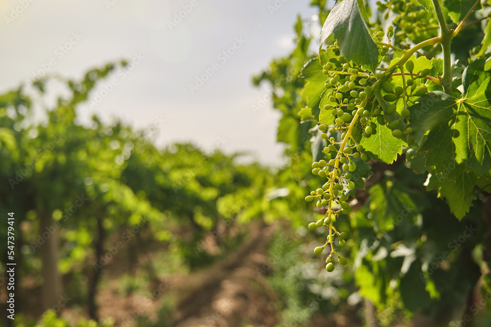 Unripe, immature grapes. In the vine branch, between the vineyard.
Unripe, immature grapes. In the vine branch, between the vineyard.