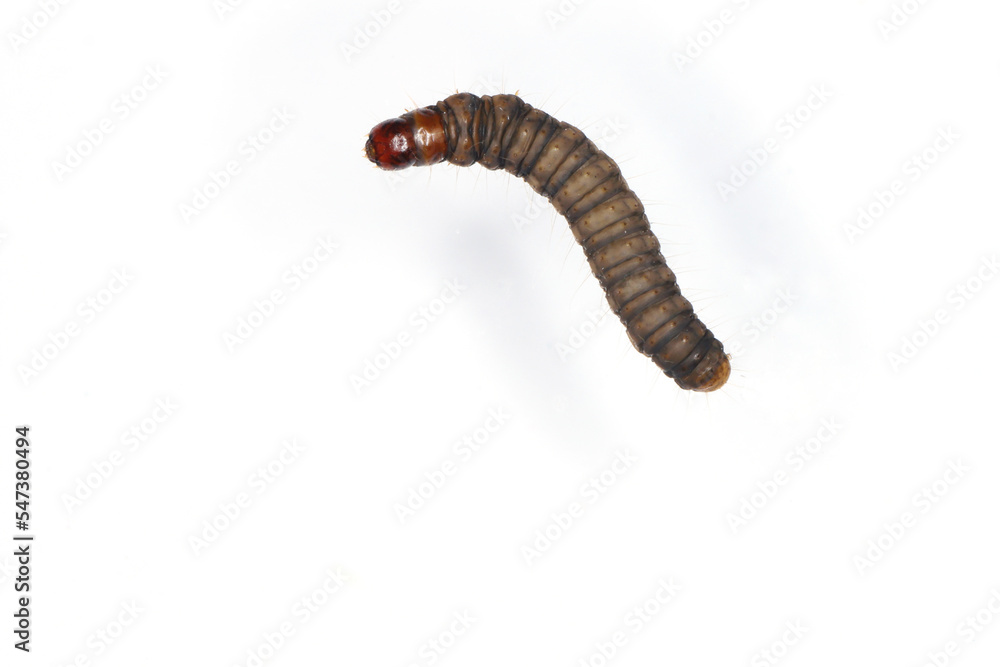 Caterpillar of Gold Triangle (Hypsopygia costalis) moth. Caterpillar of Gold Triangle (Hypsopygia costalis) moth.