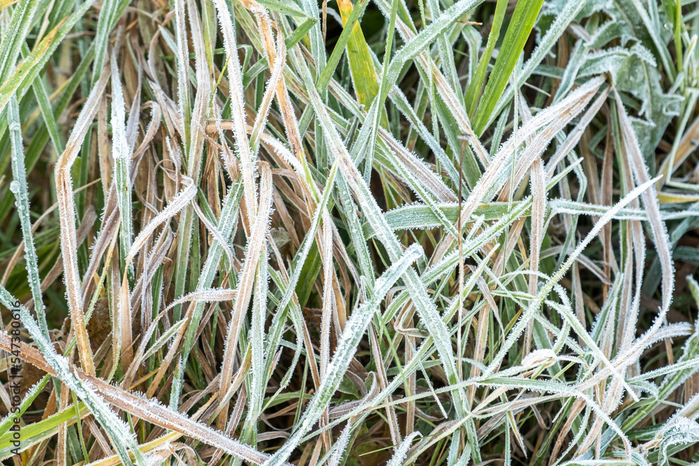 Frosty grass with shiny ice frost in snowy forest park. Plants covered hoarfrost and in snow. Tranquil peacful winter nature. Extreme north low temperature, cool winter weather outdoor Frosty grass with shiny ice frost in snowy forest park. Plants covered hoarfrost and in snow. Tranquil peacful winter nature. Extreme north low temperature, cool winter weather outdoor