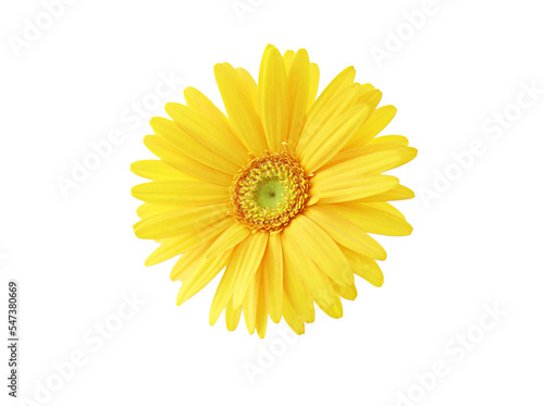 Isolated yellow sunflower flower on transpraent background