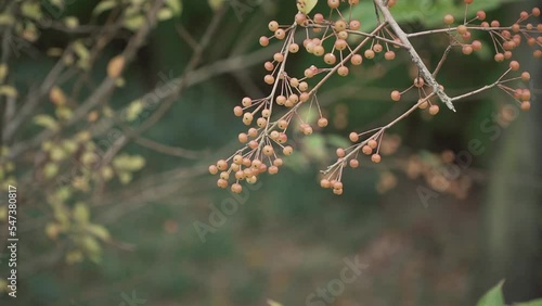 Toringo crab apple fruits on a tree branch photo