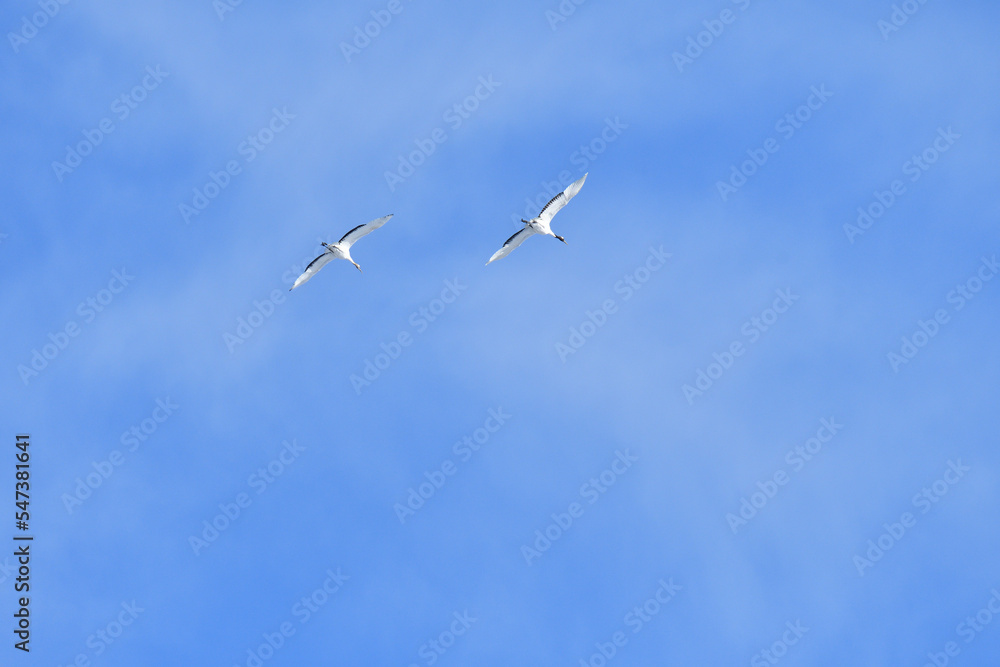 Bird watching, red-crowned crane, in
winter Bird watching, red-crowned crane, in
winter