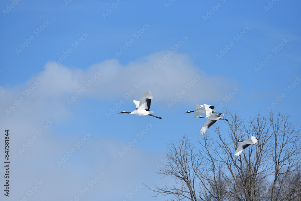 Bird watching, red-crowned crane, in
winter Bird watching, red-crowned crane, in
winter