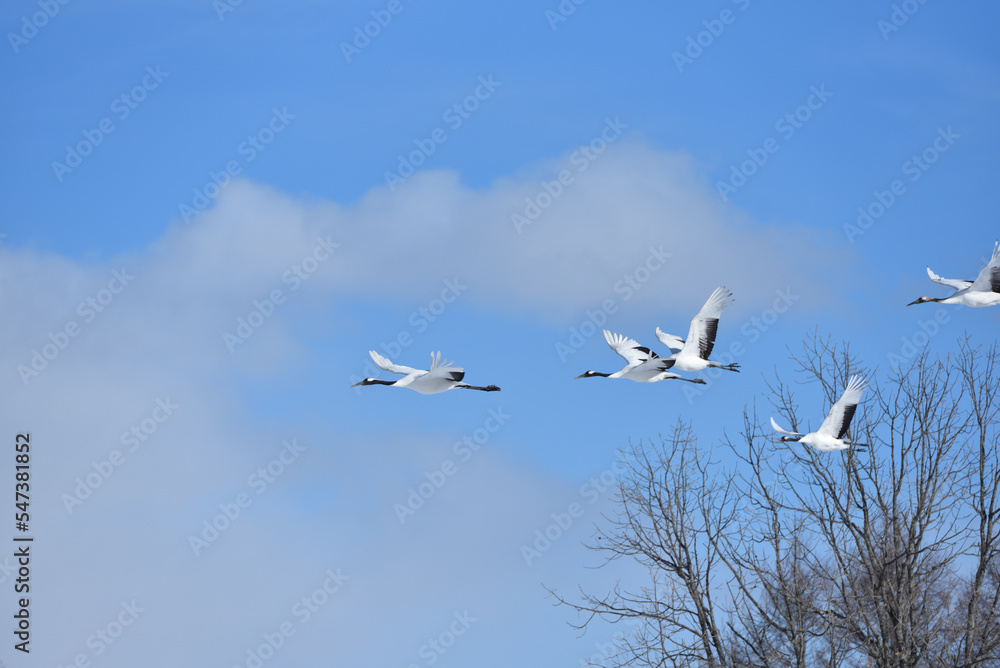 Bird watching, red-crowned crane, in
winter Bird watching, red-crowned crane, in
winter
