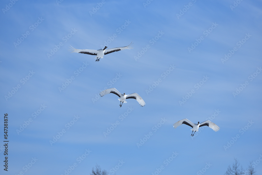 Obraz premium Bird watching, red-crowned crane, in winter
