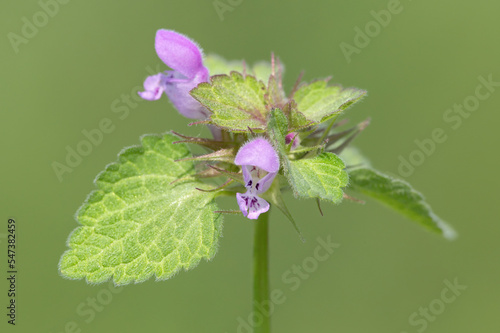 Field Woundwort flower detail