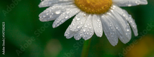 Chamomile with early dew in meadow.