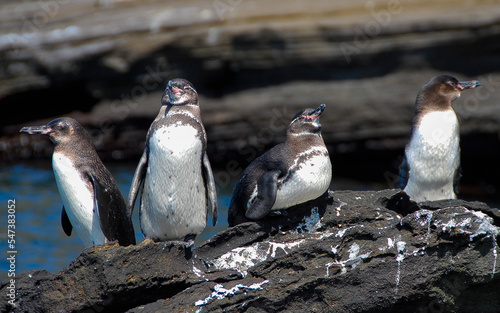 Four Galapagos Penguins Sunning on a Rock