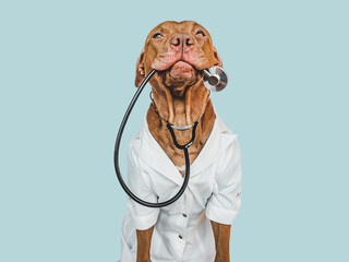 Lovable, pretty puppy, wearing a doctor's coat and holding stethoscope. Preparing for a veterinary appointment. Close-up, indoors. Studio photo. Pets care concept