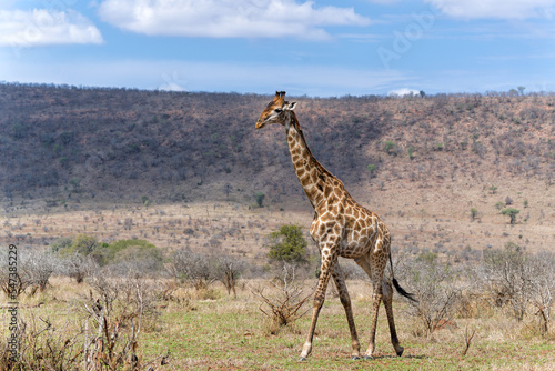 Giraffe searching for food in the Kruger National Park in South Africa