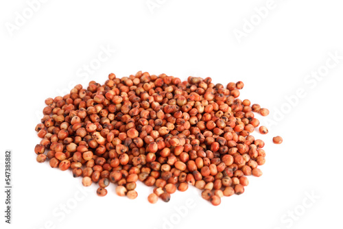red sorghum isolated on white background photo