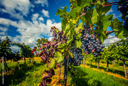 blue merlot grapes in green vineyard