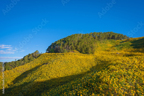 Beautiful landscape Yellow flowers are Mexican sunflowers or Tithonia Diversifolia onTung Bua Tong Mountain with Mexican sunflower field on Doi Mae U-Kho in Mae Hong Son, Thailand.