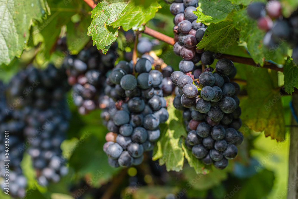 blue merlot grapes in green vineyard