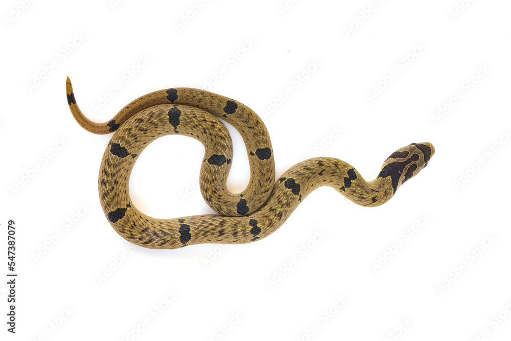 Small-banded Kukri Snake curling up on white background Small-banded Kukri Snake curling up on white background
