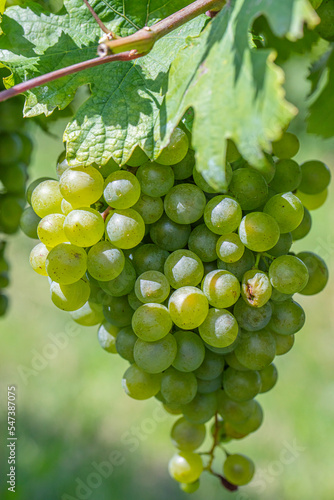 Wallpaper Mural green grapes in vineyard Torontodigital.ca