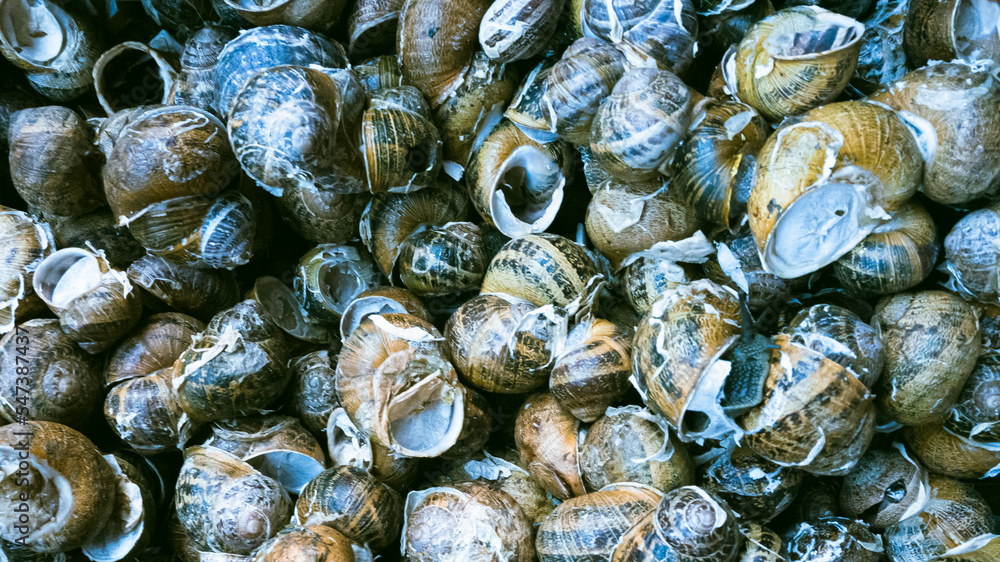 Frische essbare Meeresschnecken aus dem Meer Frische essbare Meeresschnecken aus dem Meer