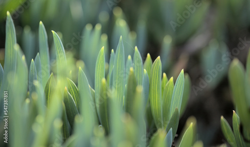 Curio repens aga blue finger plant attractive succulent leaves natural macro floral background