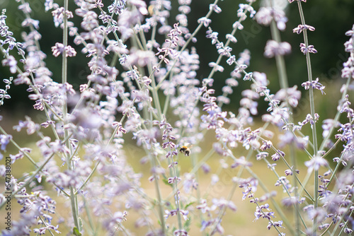 Biene/Hummel sammelt Nektar an Blauraute (Perovskia abrotanoides) / Konzept: Insektenfreundliche Stauden im Garten pflanzen photo