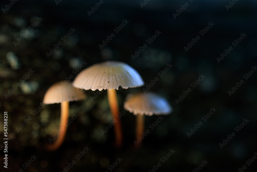 Mushrooms in a chestnut forest. Mushrooms in a chestnut forest.