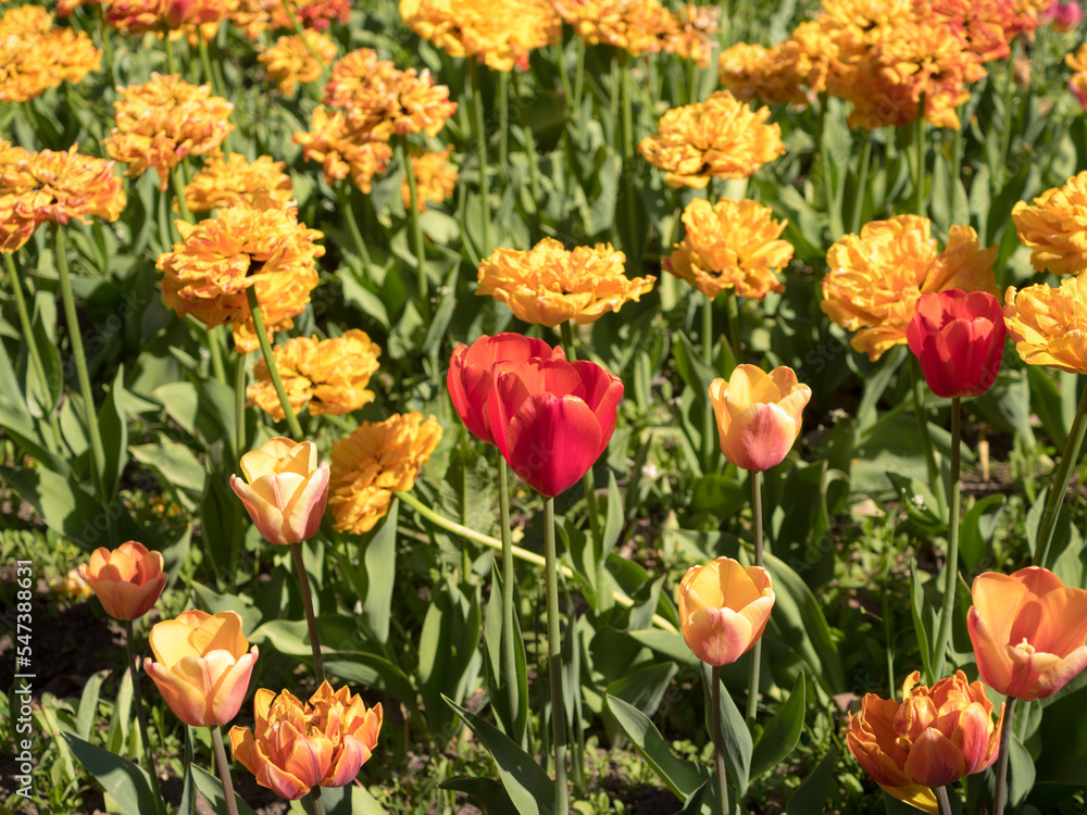 bright tulips in the spring