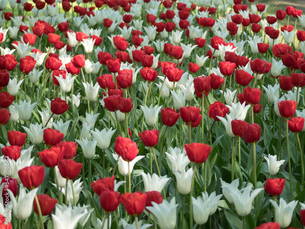 Fototapeta premium red and white tulips in the spring garden