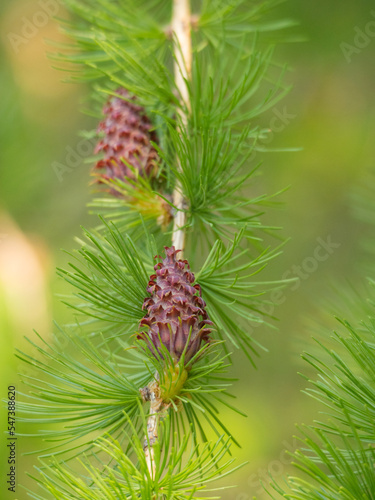 larch branch with young red cones closeup