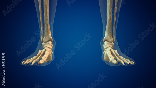 Human ankle joint medical background