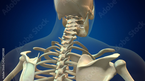 Skeletal human spine and vertebral column or intervertebral discs photo