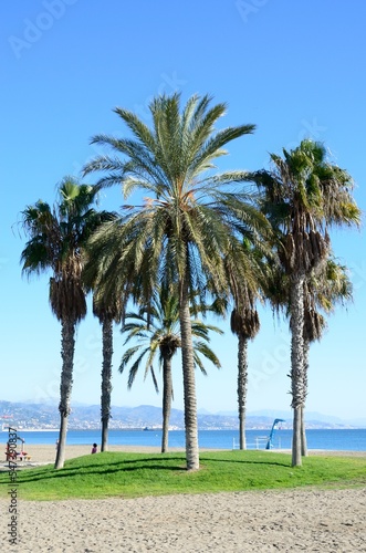 Conjunto de palmeras en la Playa de la Misericordia  Malaga  Costa del Sol  Andalucia  Espa  a