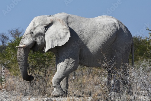Elefantenbulle (loxodonta africana) im Etoscha Nationalpark in Namibia.  photo