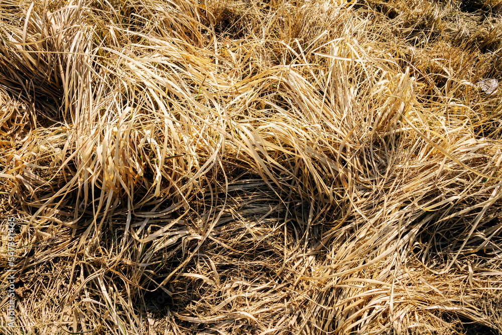 Closeup of old aged dry grass straw texture background Closeup of old aged dry grass straw texture background