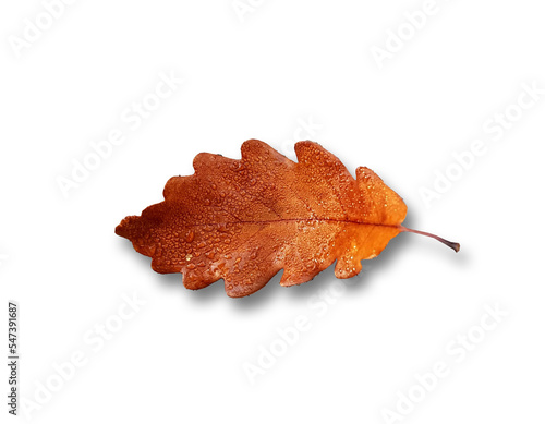 autumn leaf with drop shadow Transparent PNG, PNG, Transparent