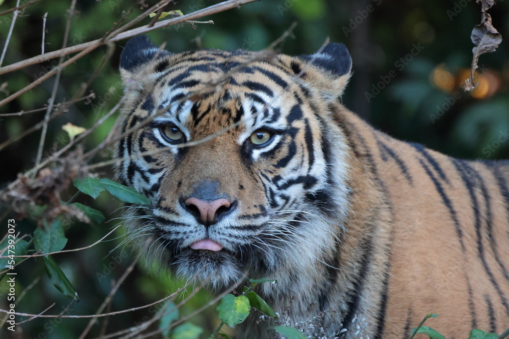 Obraz premium スマトラトラ