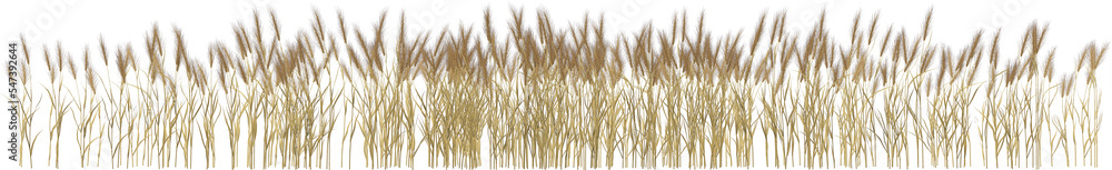 corn wheat grain ears spikes arch viz hq cutout