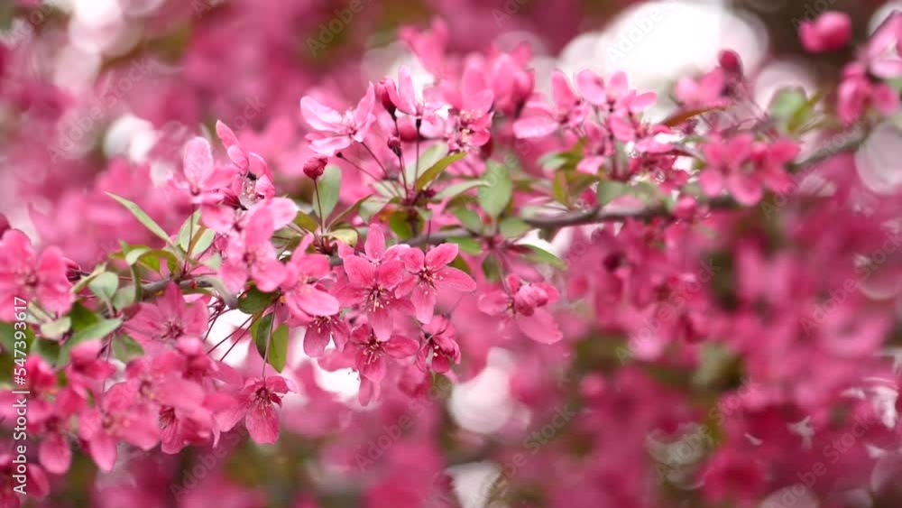 pretty pink flowers blossoming on a tree branch in spring time pretty pink flowers blossoming on a tree branch in spring time