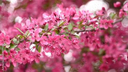 pretty pink flowers blossoming on a tree branch in spring time photo