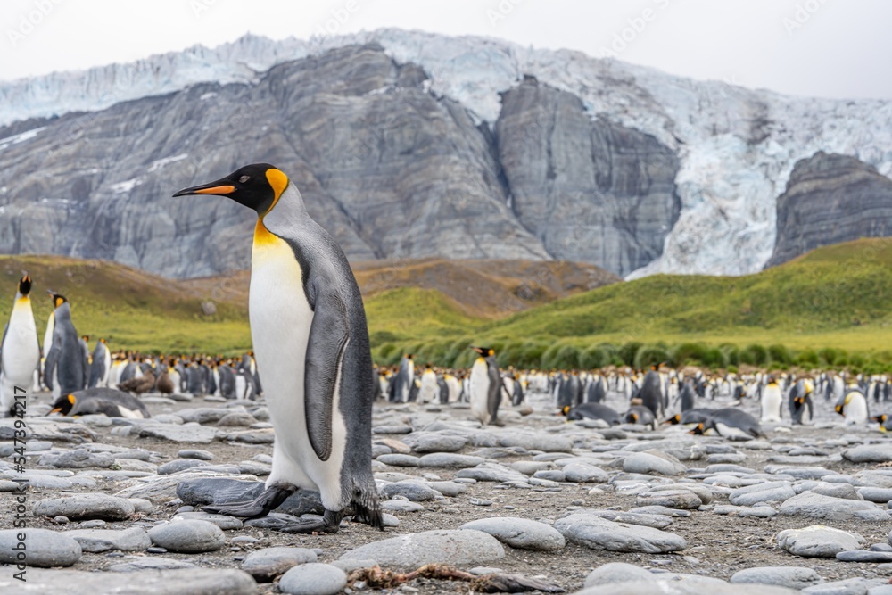 Obraz premium Königspinguin - (APTENODYTES PATAGONICUS) Kolonie Gold Harbour - landschaftlich reizvolle Bucht auf Südgeorgien