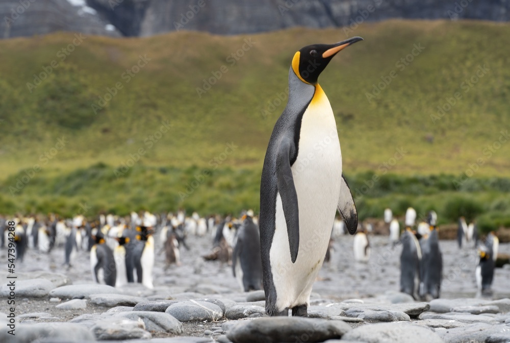Fototapeta premium Königspinguin - (APTENODYTES PATAGONICUS) Kolonie Gold Harbour - landschaftlich reizvolle Bucht auf Südgeorgien